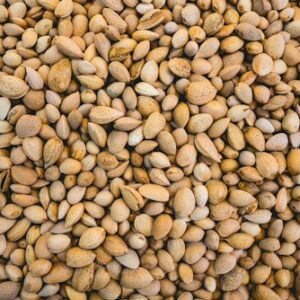 Pecan Recipe Book